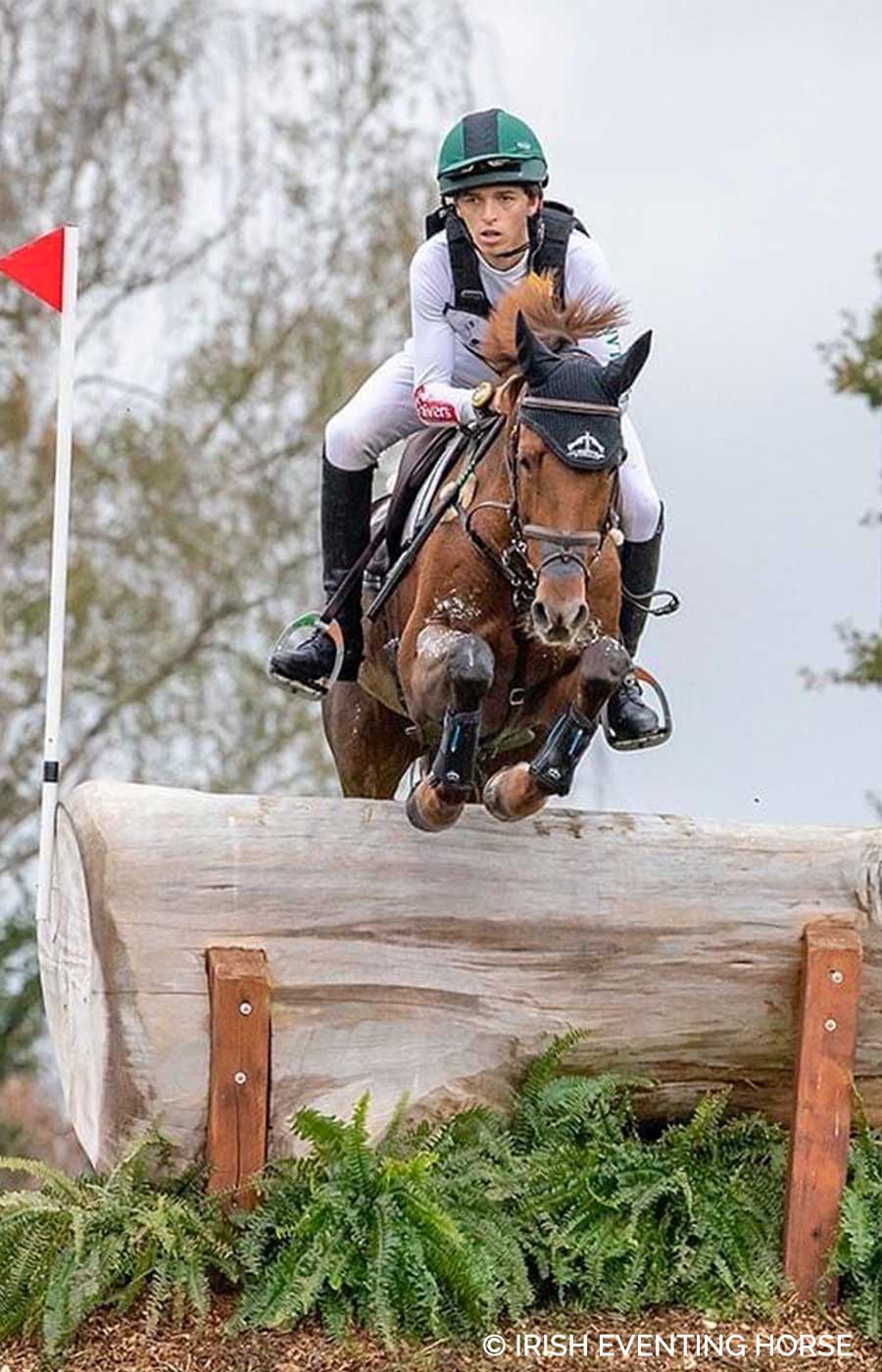 Irish eventing horse